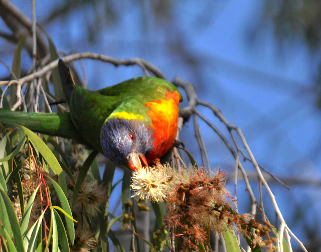 Rainbow man in the tea tree